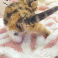 画像18383：エキゾチックショートヘア<br>　オモチ　きいろちゃん