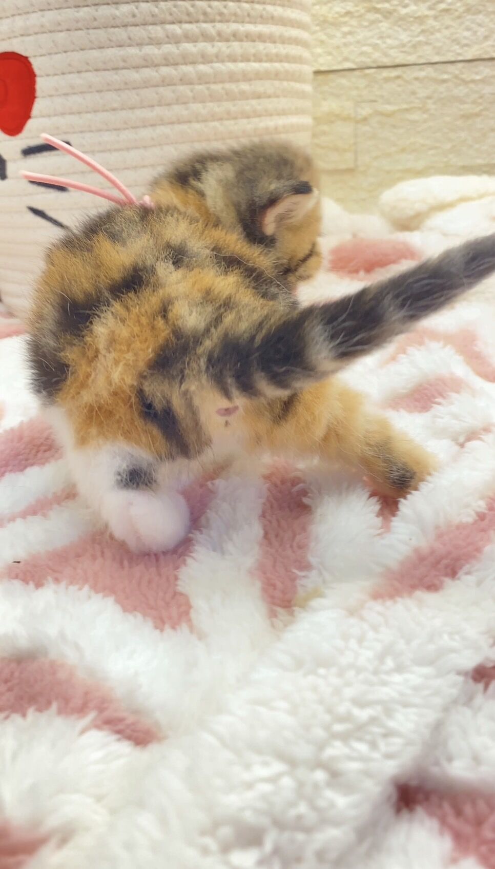エキゾチックショートヘア　オモチ　きいろちゃん