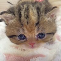 画像18384：エキゾチックショートヘア<br>　オモチ　きいろちゃん