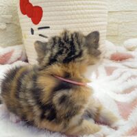 画像18385：エキゾチックショートヘア<br>　オモチ　きいろちゃん