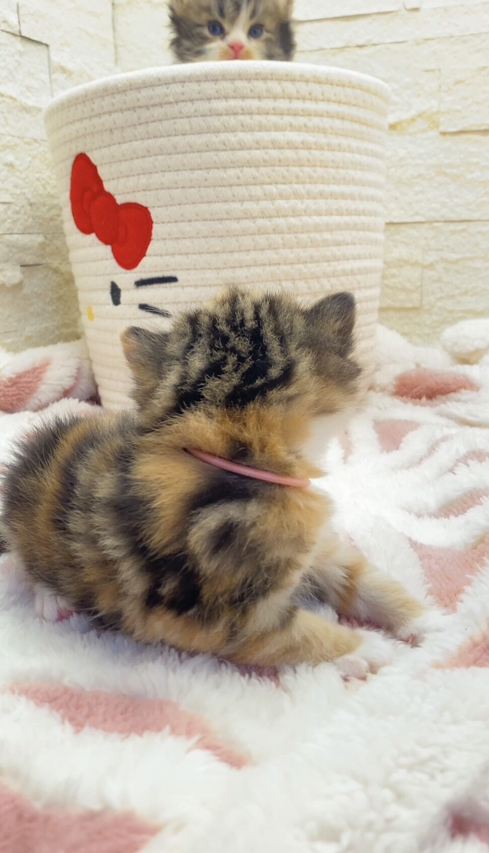 エキゾチックショートヘア　オモチ　きいろちゃん