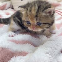 画像18386：エキゾチックショートヘア<br>　オモチ　きいろちゃん