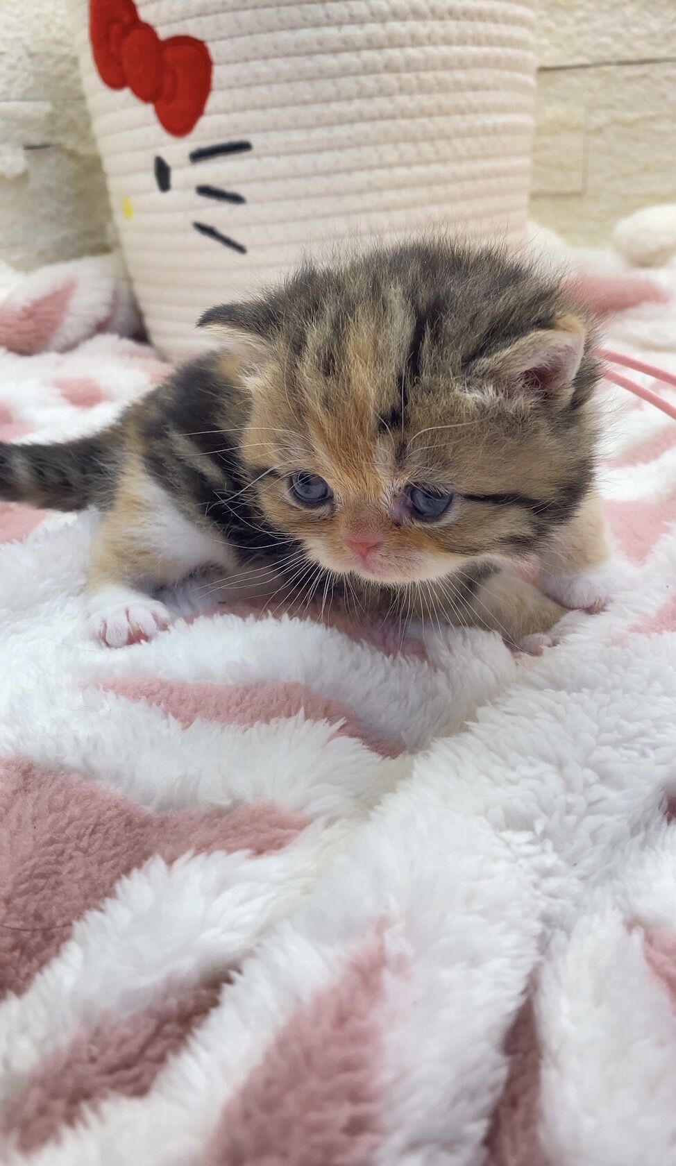 エキゾチックショートヘア　オモチ　きいろちゃん