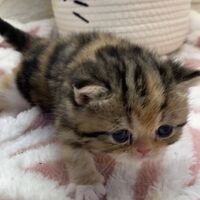 画像18387：エキゾチックショートヘア<br>　オモチ　きいろちゃん