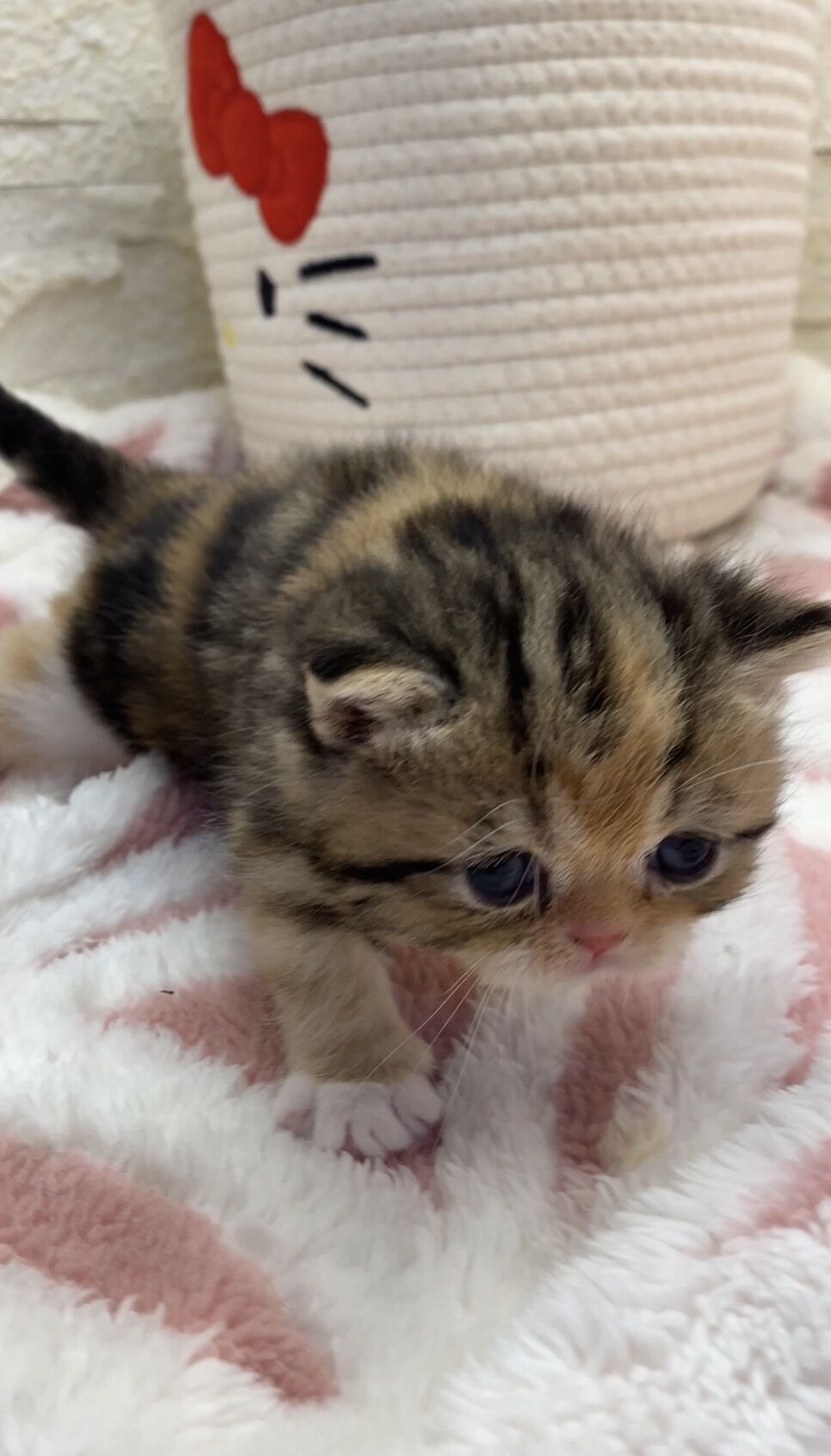 エキゾチックショートヘア　オモチ　きいろちゃん