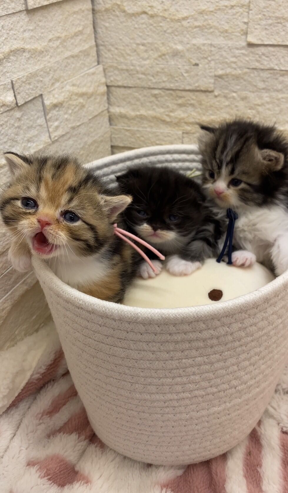 エキゾチックショートヘア　オモチ　きいろちゃん