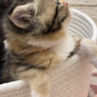 画像18389：エキゾチックショートヘア<br>　オモチ　きいろちゃん