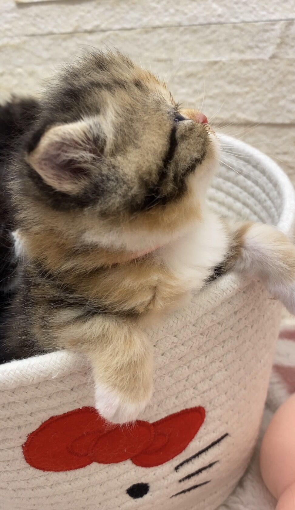 エキゾチックショートヘア　オモチ　きいろちゃん