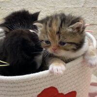 画像18390：エキゾチックショートヘア<br>　オモチ　きいろちゃん