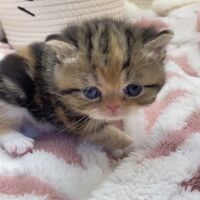 画像18391：エキゾチックショートヘア<br>　オモチ　きいろちゃん