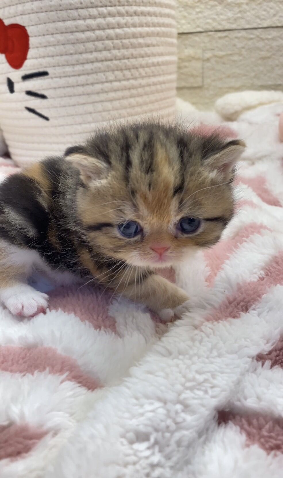 エキゾチックショートヘア　オモチ　きいろちゃん