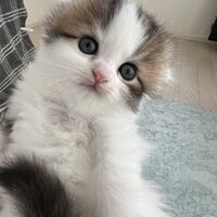 画像18708：エキゾチックショートヘア<br>　オモチ　きいろちゃん