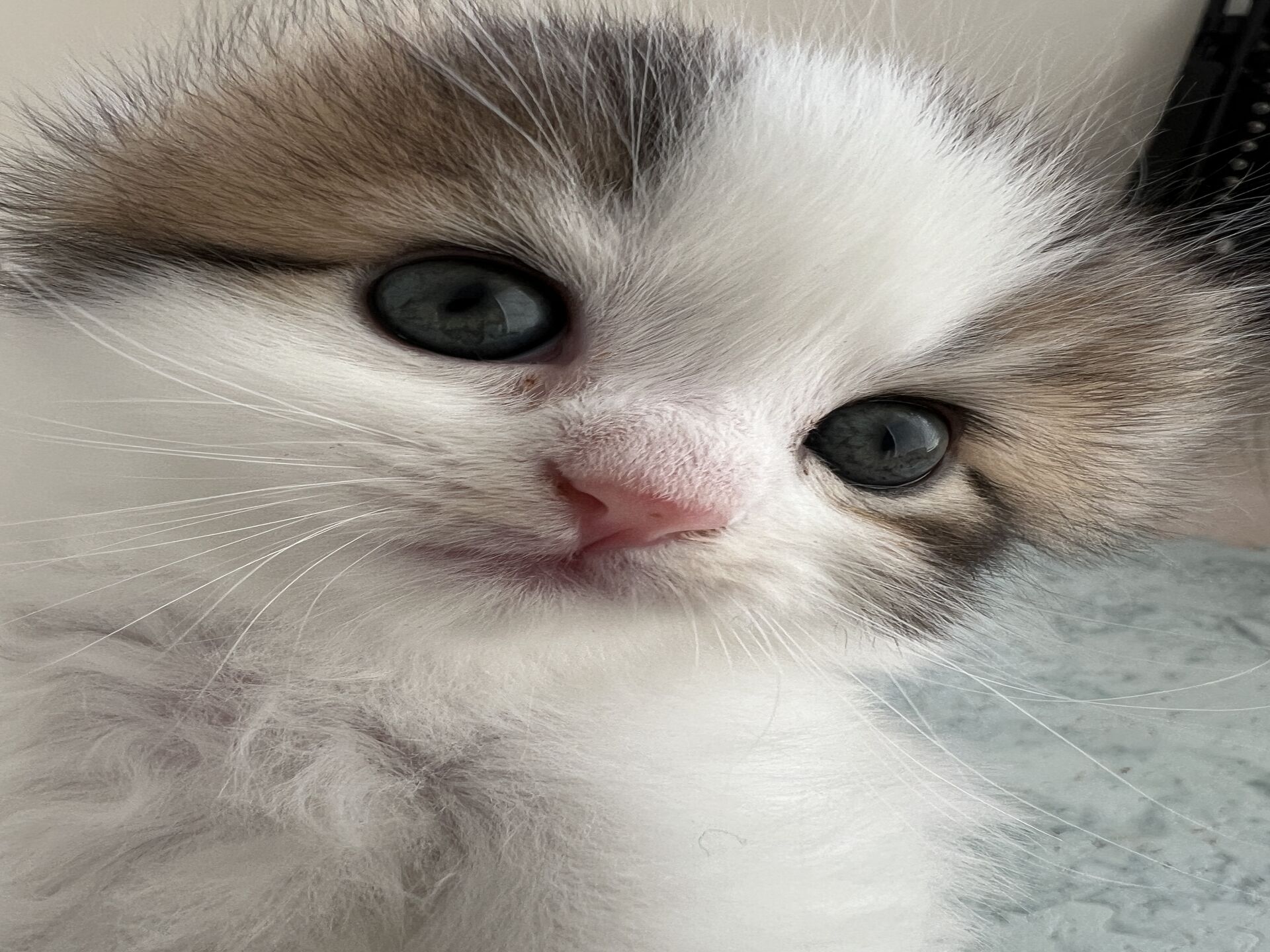 エキゾチックショートヘア　オモチ　きいろちゃん