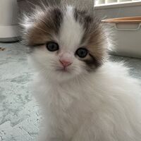 画像18710：エキゾチックショートヘア<br>　オモチ　きいろちゃん