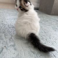 画像18711：エキゾチックショートヘア<br>　オモチ　きいろちゃん