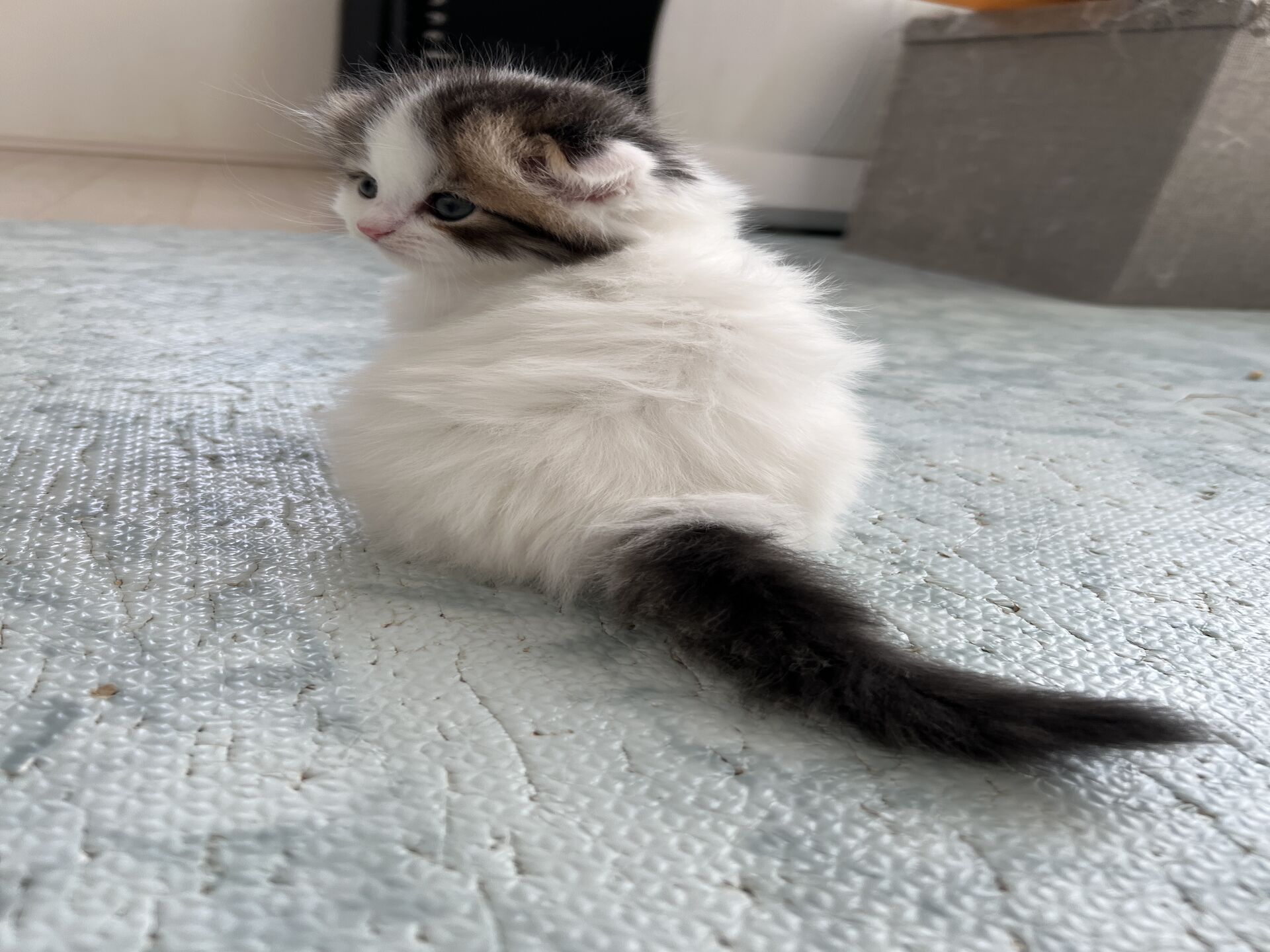 エキゾチックショートヘア　オモチ　きいろちゃん