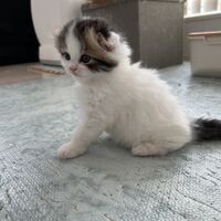 画像18712：エキゾチックショートヘア<br>　オモチ　きいろちゃん