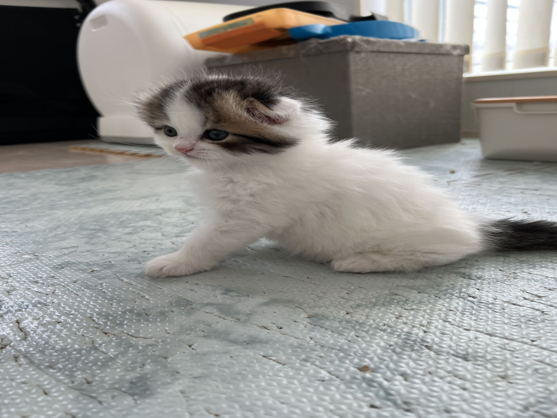エキゾチックショートヘア　オモチ　きいろちゃん