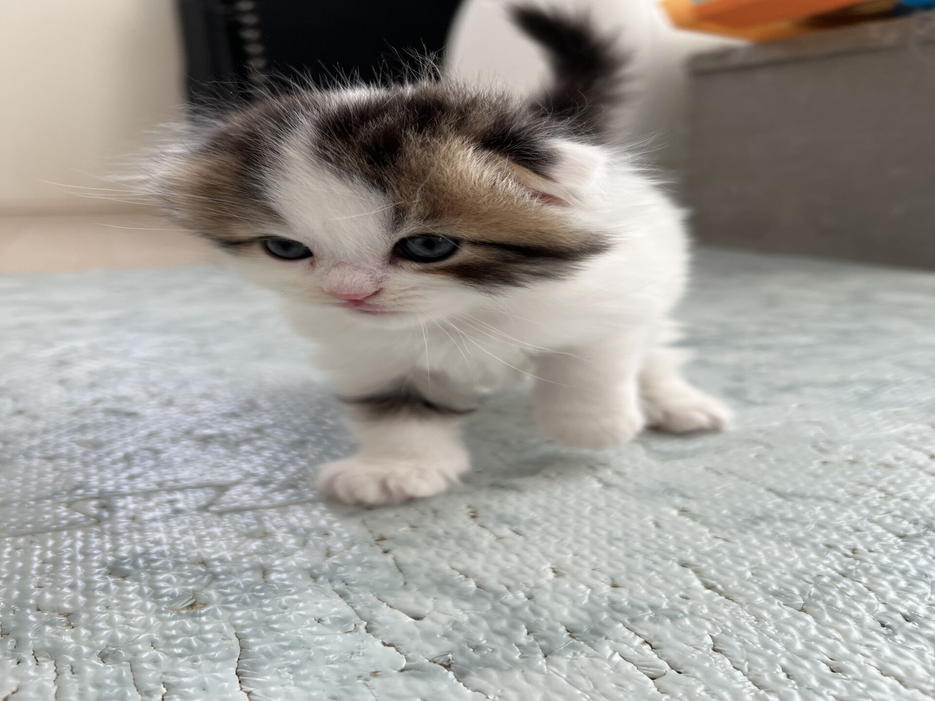 エキゾチックショートヘア　オモチ　きいろちゃん