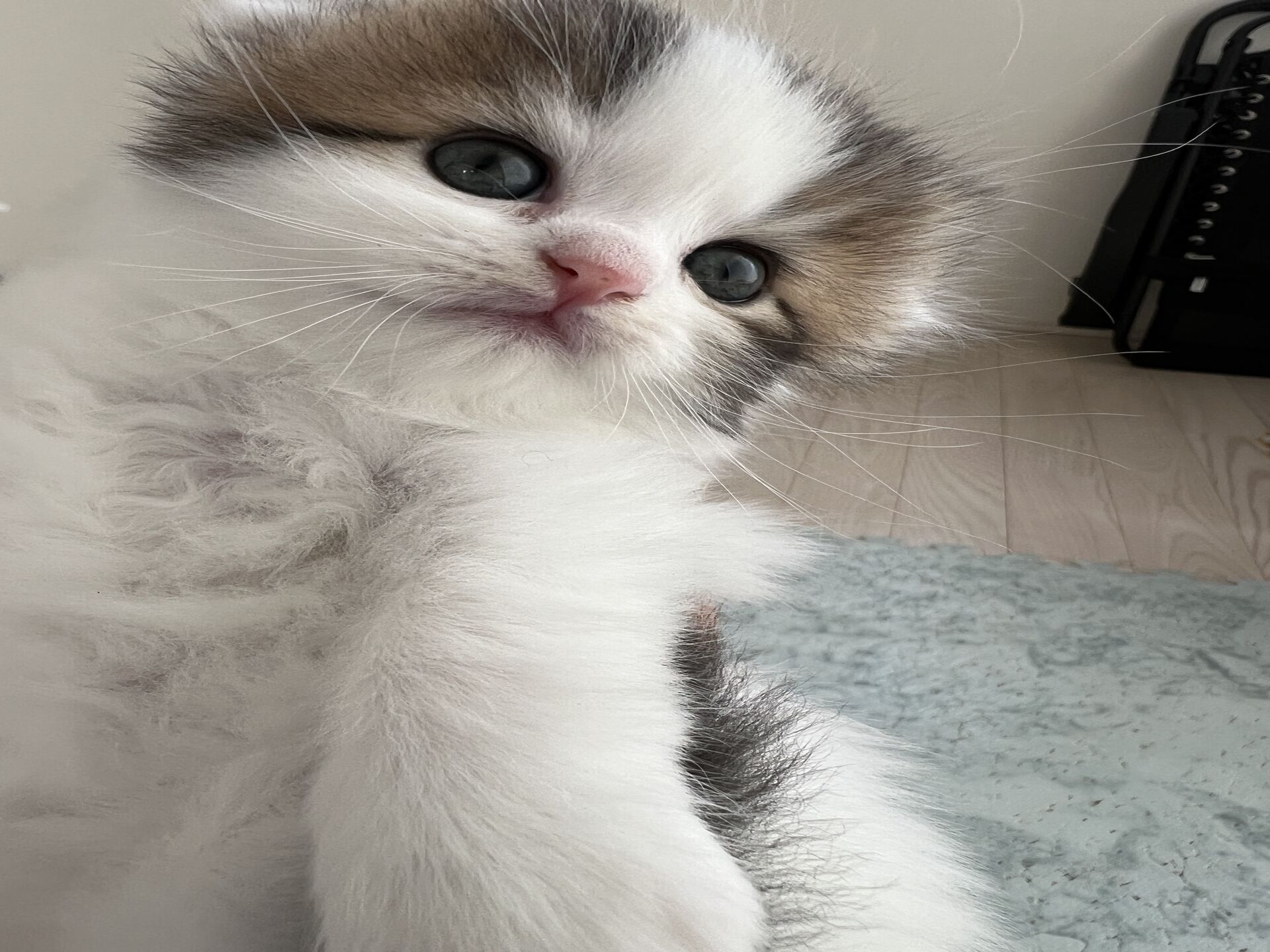 エキゾチックショートヘア　オモチ　きいろちゃん