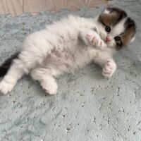 画像18715：エキゾチックショートヘア<br>　オモチ　きいろちゃん