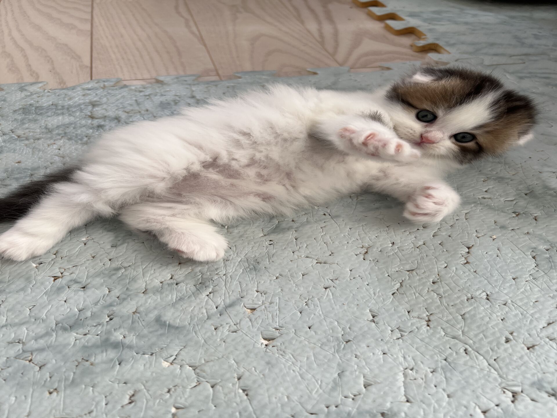 エキゾチックショートヘア　オモチ　きいろちゃん