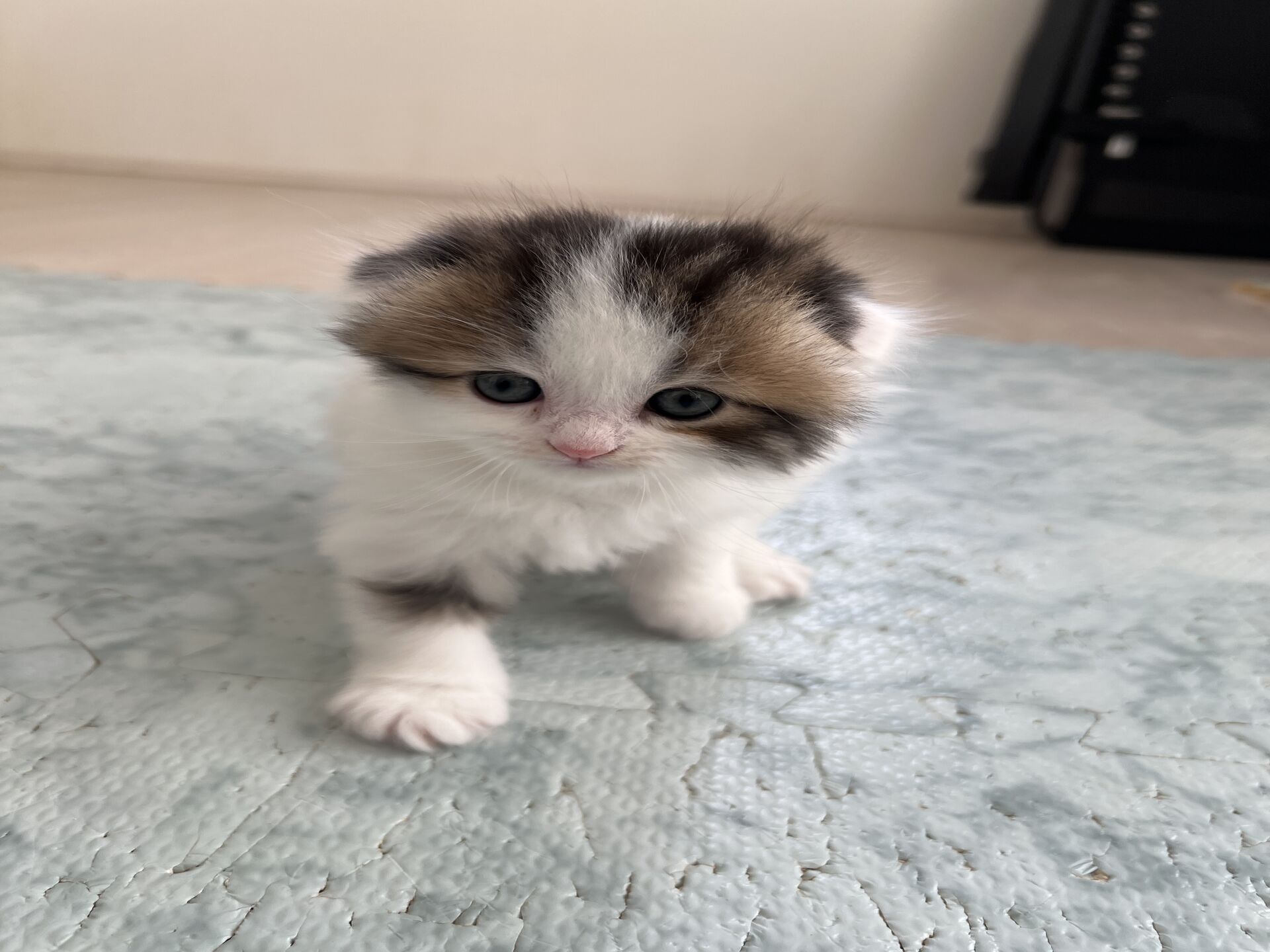 エキゾチックショートヘア　オモチ　きいろちゃん
