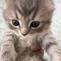 画像18727：スコティッシュフォールド<br>マリモ　ホワイトバンちゃん立ち耳