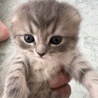 画像18731：スコティッシュフォールド<br>マリモ　ホワイトバンちゃん立ち耳