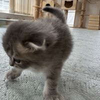 画像18732：スコティッシュフォールド<br>マリモ　ホワイトバンちゃん立ち耳