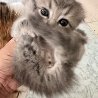 画像18739：スコティッシュフォールド<br>マリモ　ホワイトバンちゃん立ち耳