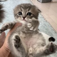 画像18741：スコティッシュフォールド<br>マリモ　ホワイトバンちゃん立ち耳