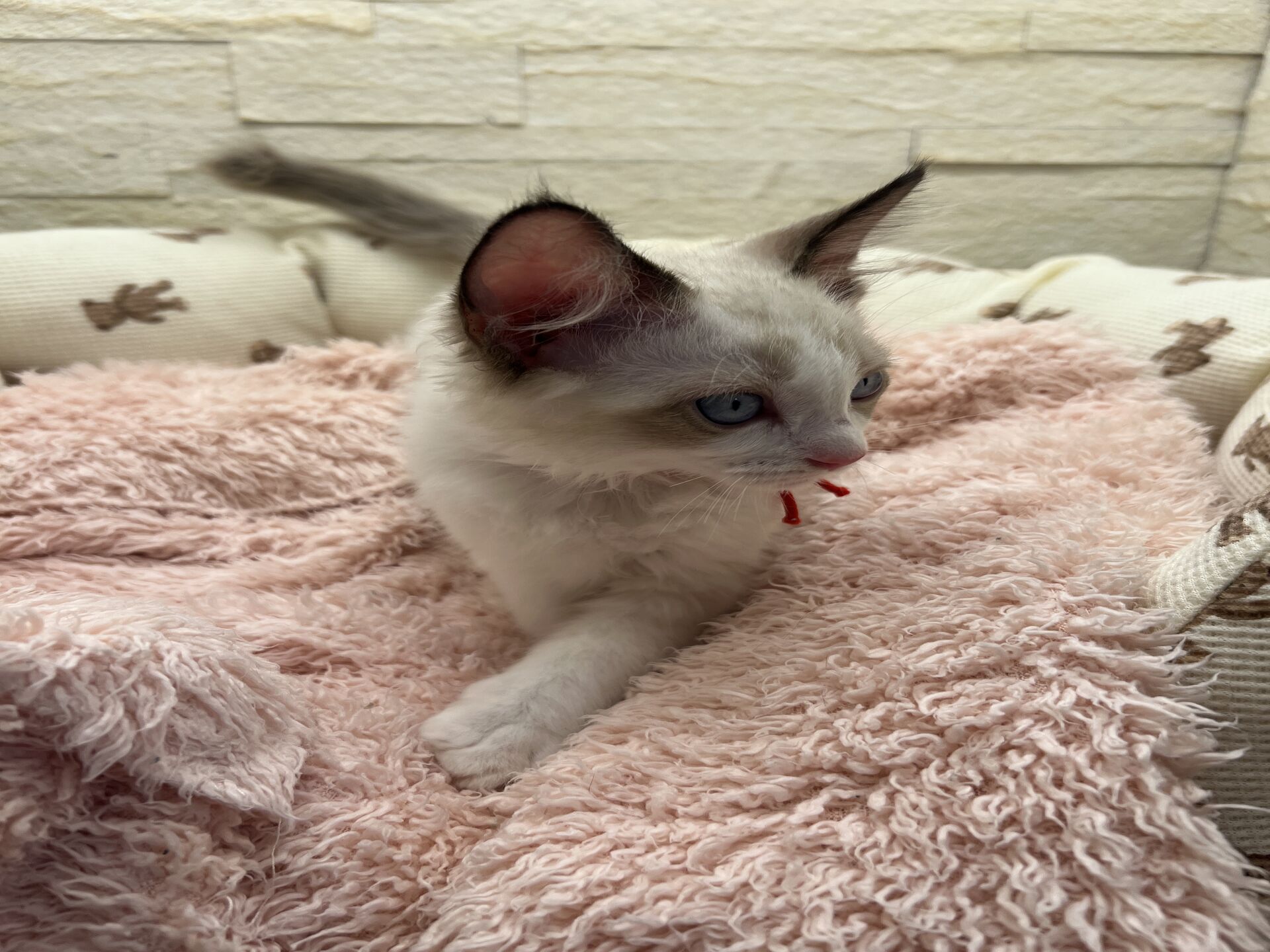 メインクーンヴィヴィコ　きいろちゃん