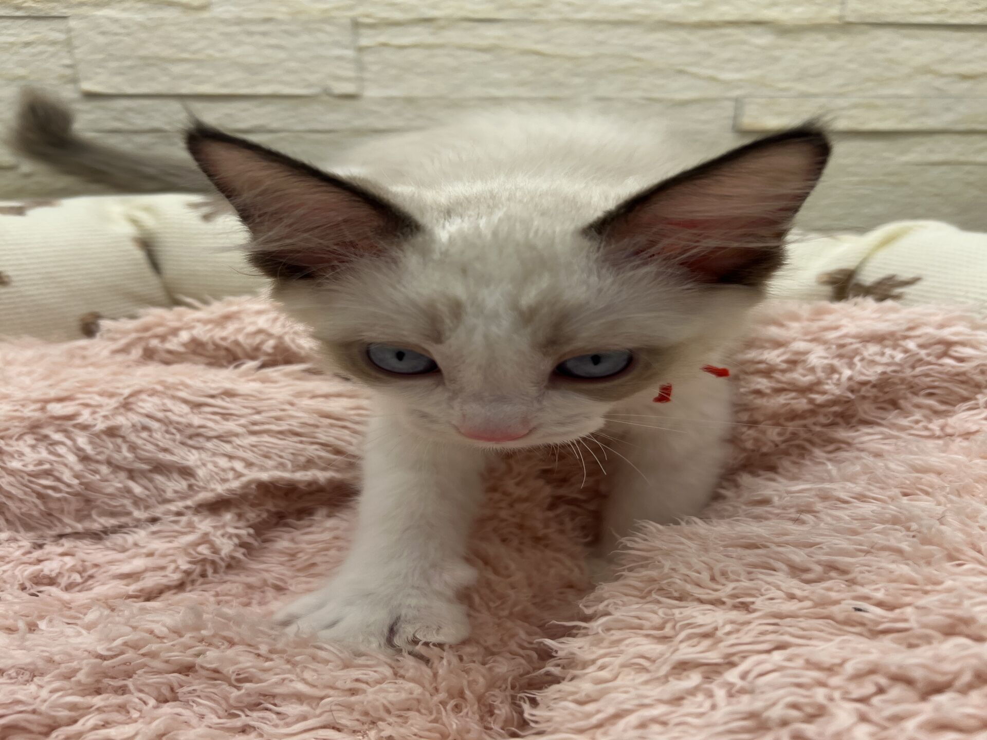 メインクーンヴィヴィコ　きいろちゃん