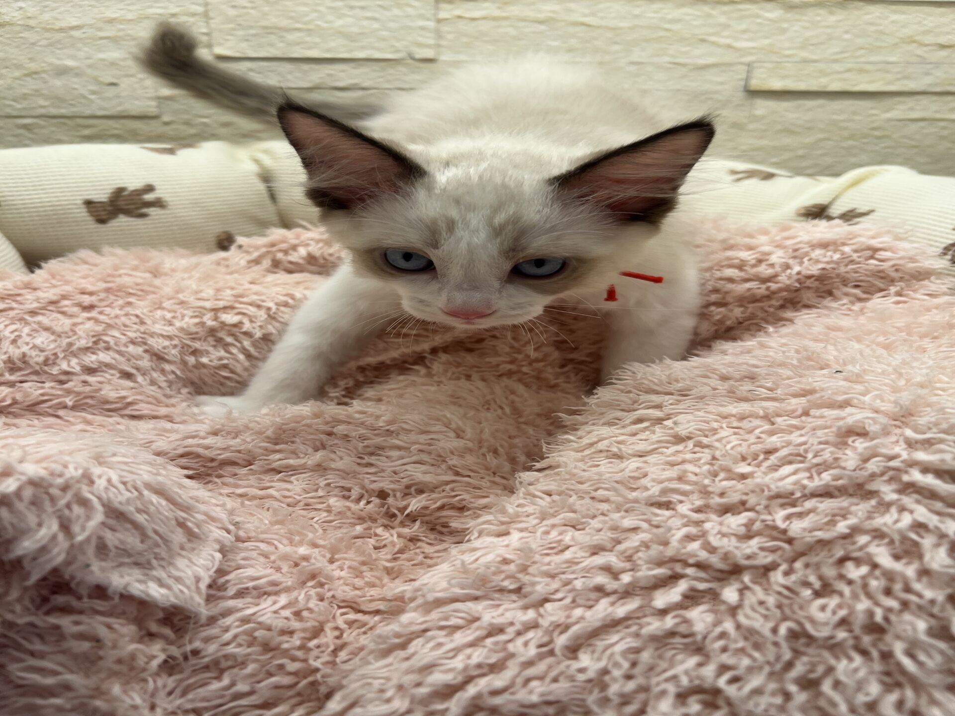 メインクーンヴィヴィコ　きいろちゃん