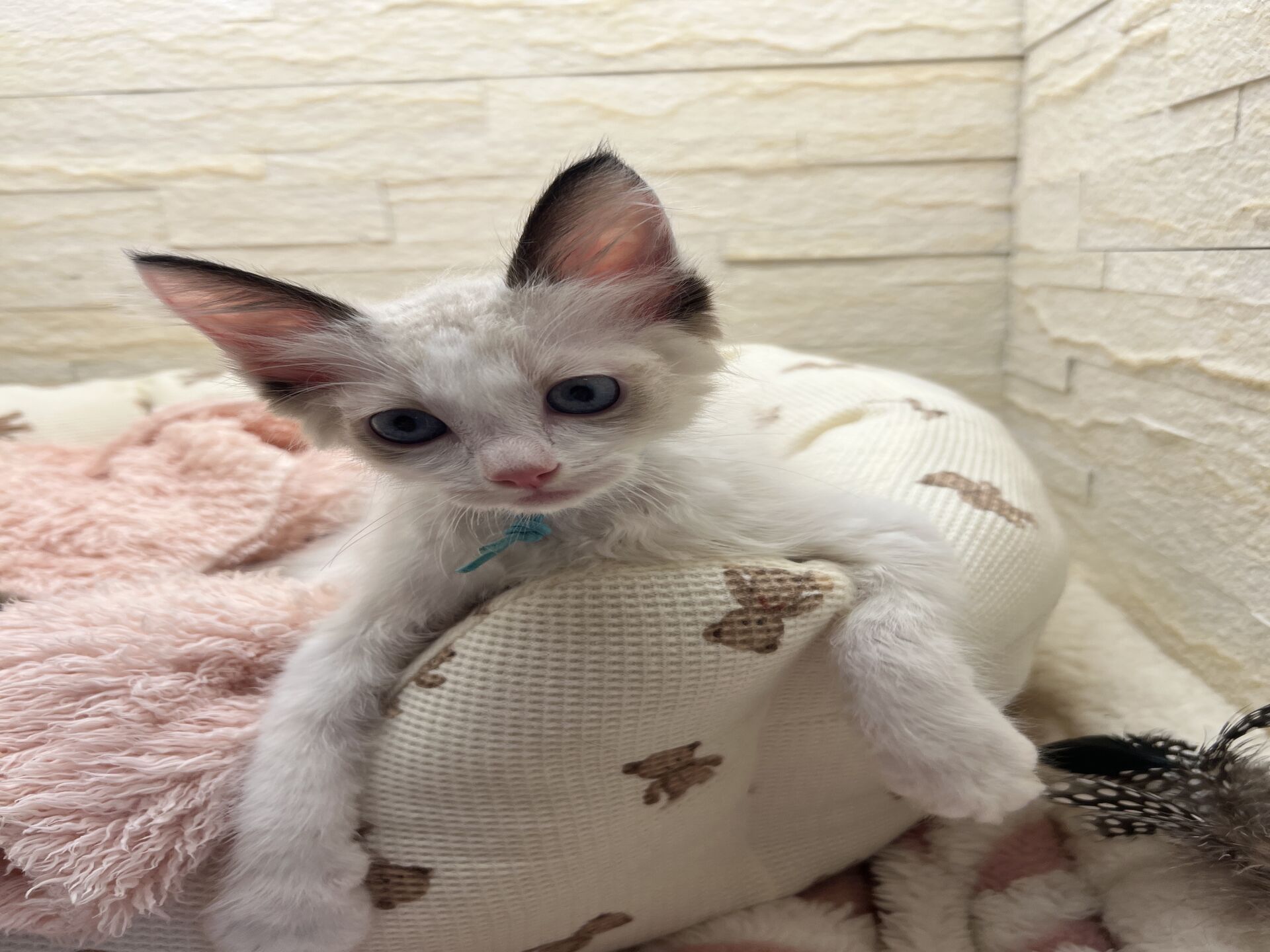 メインクーンヴィヴィコ　きいろちゃん