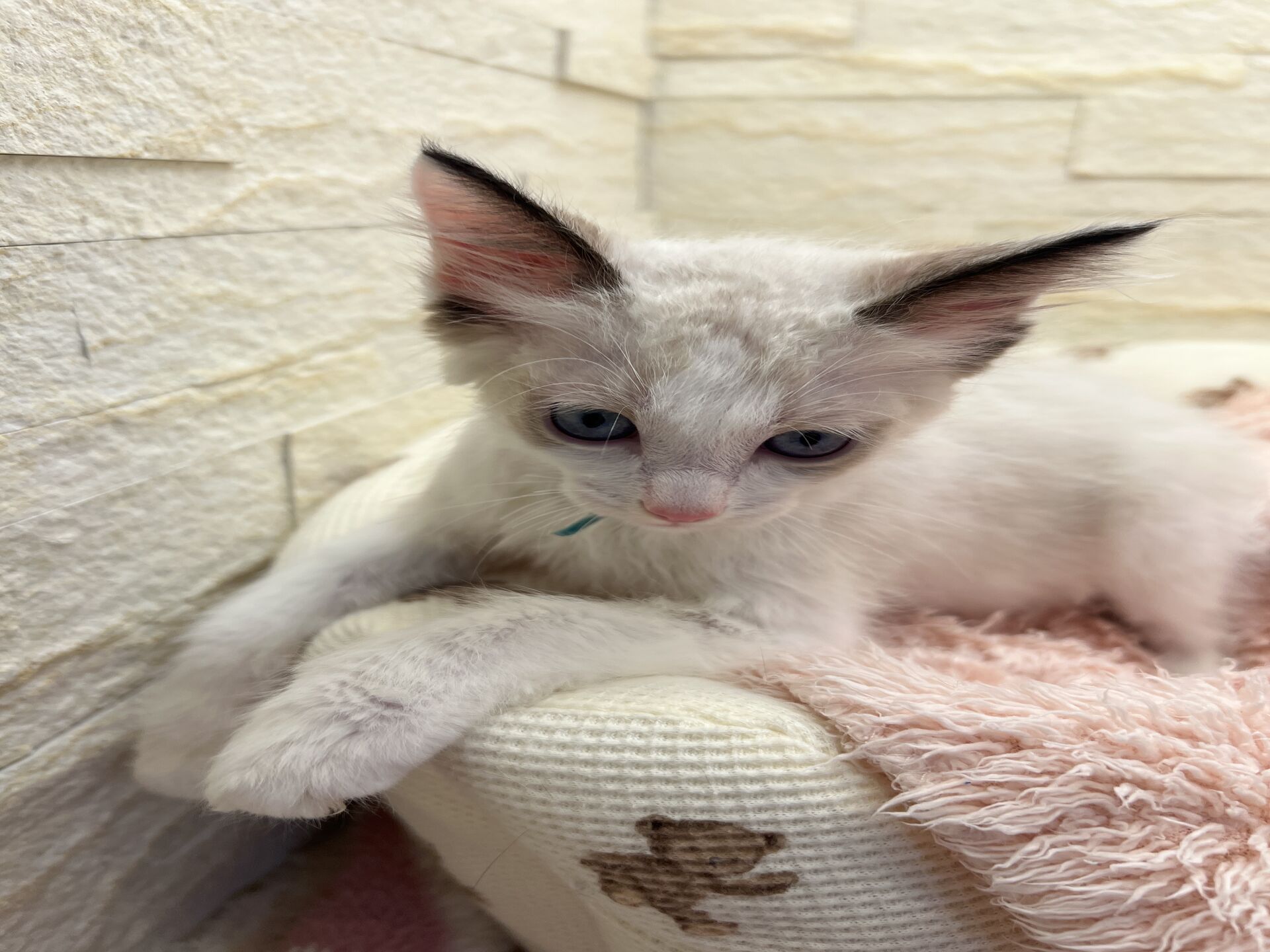 メインクーンヴィヴィコ　きいろちゃん