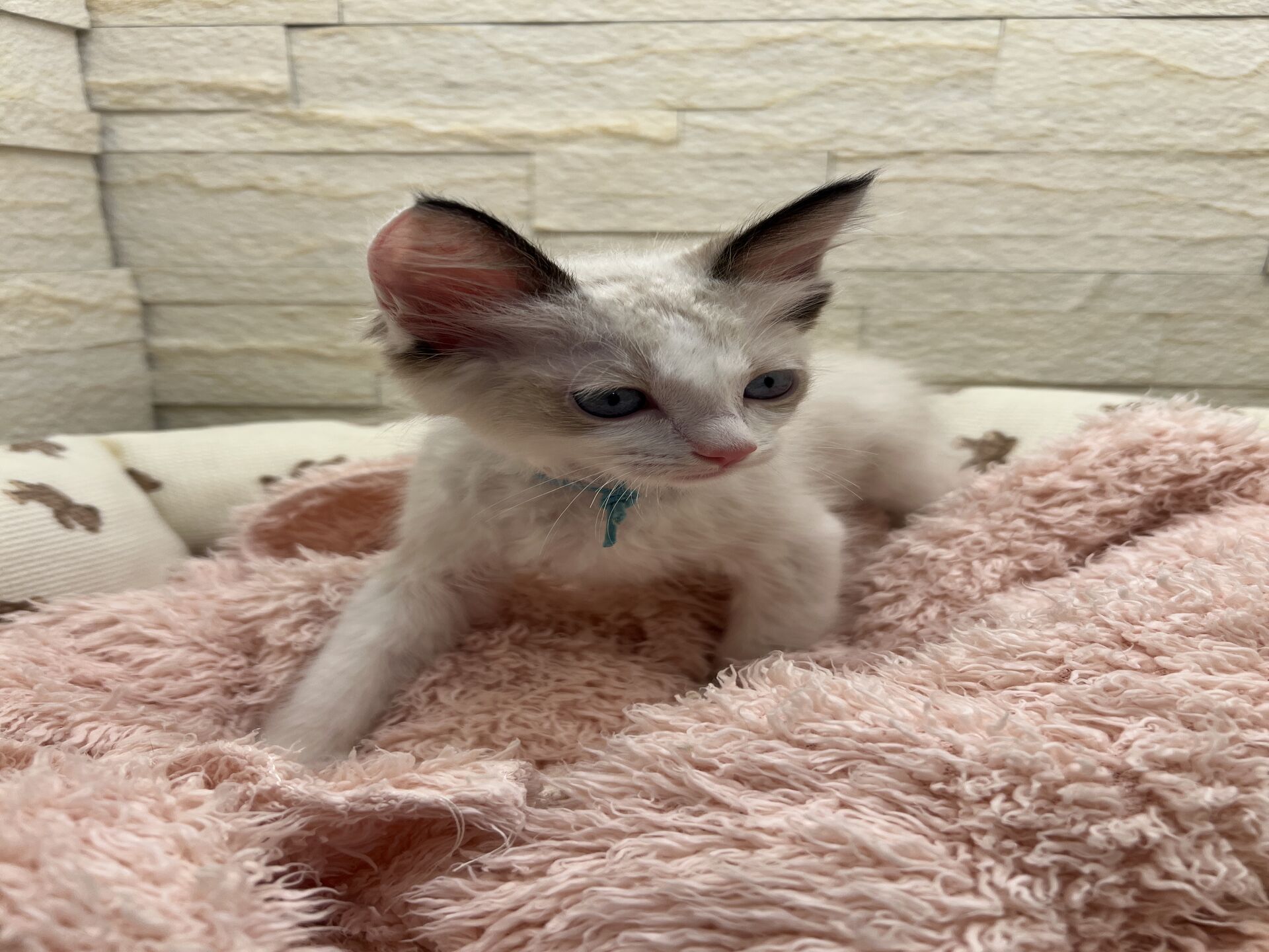 メインクーンヴィヴィコ　きいろちゃん