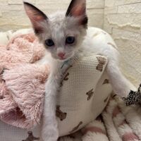 画像20049：メインクーン<br>ヴィヴィコ　きいろちゃん