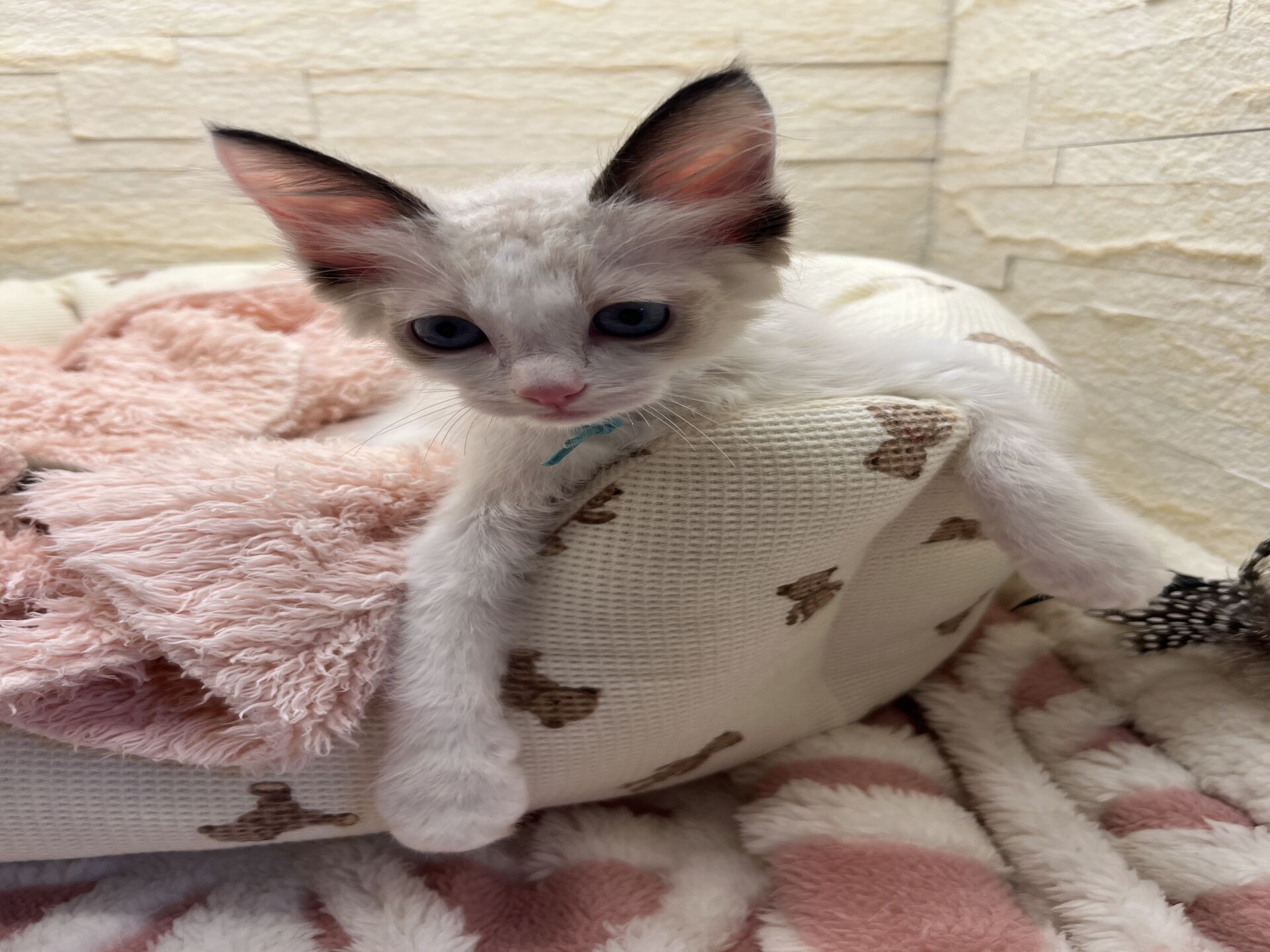 メインクーンヴィヴィコ　きいろちゃん