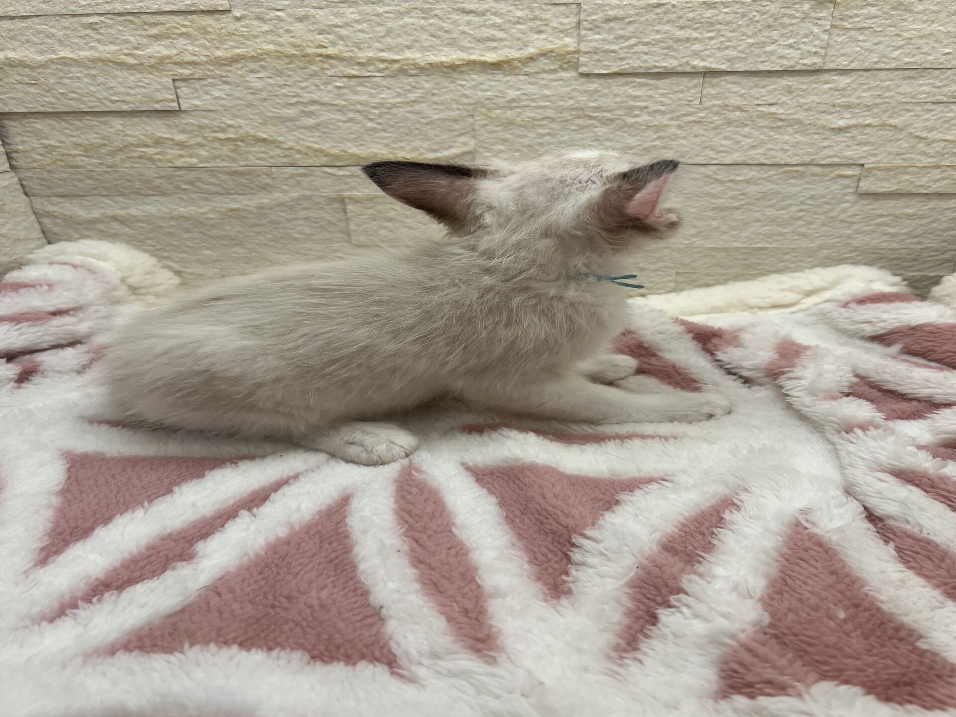 メインクーンヴィヴィコ　きいろちゃん