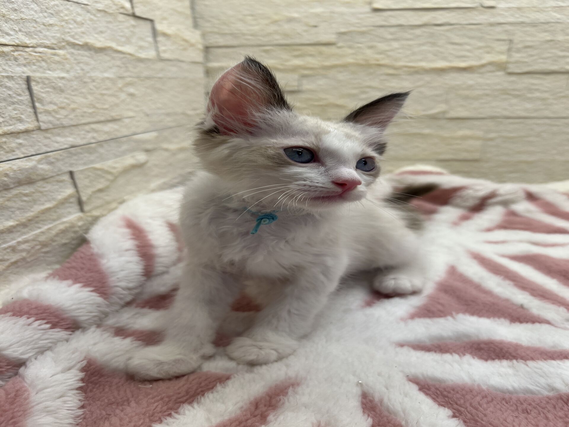 メインクーンヴィヴィコ　きいろちゃん