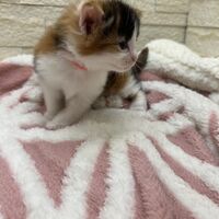 画像20167：スコティッシュフォールド<br>マリモ　ホワイトバンちゃん立ち耳