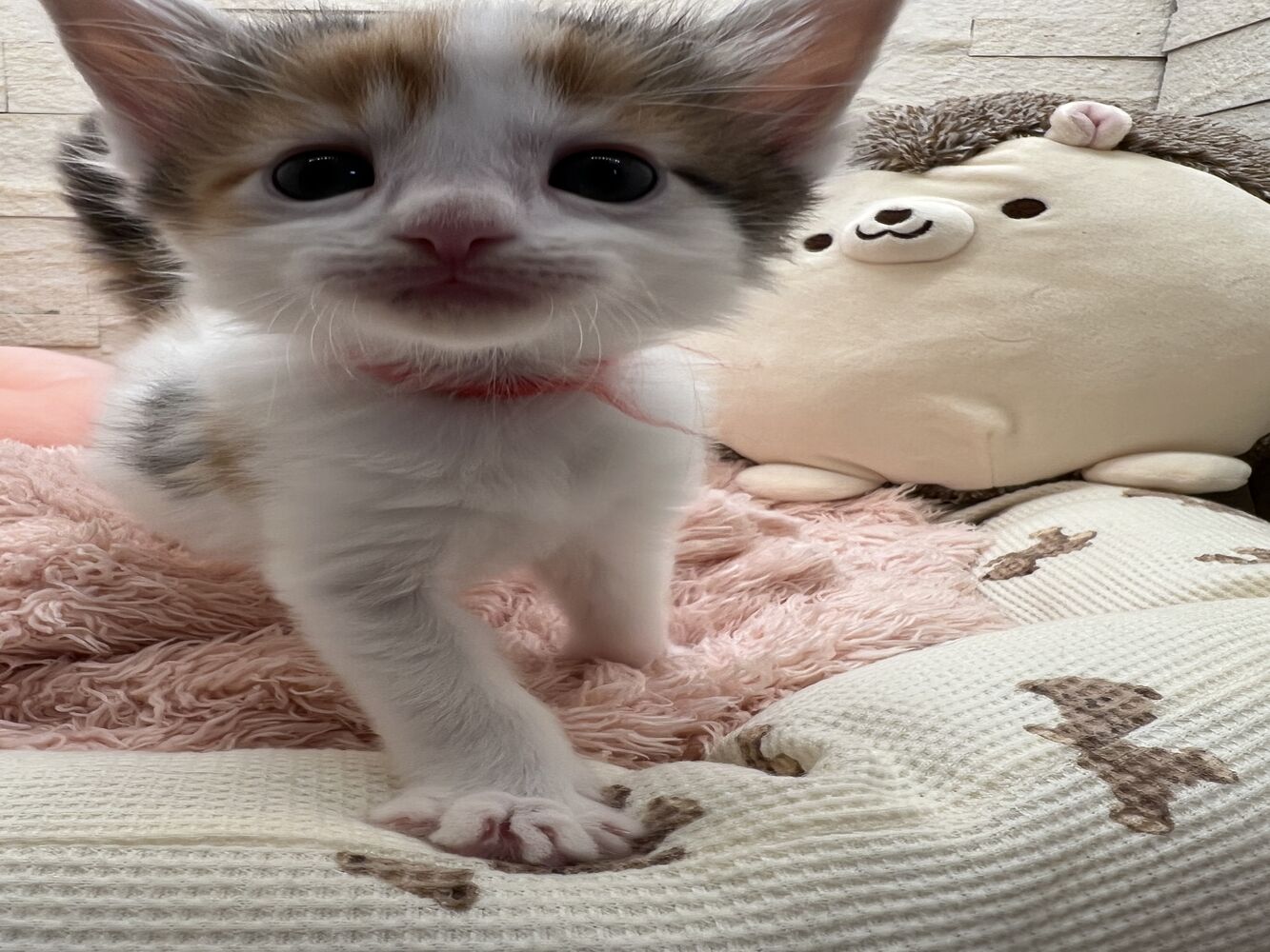 画像21067