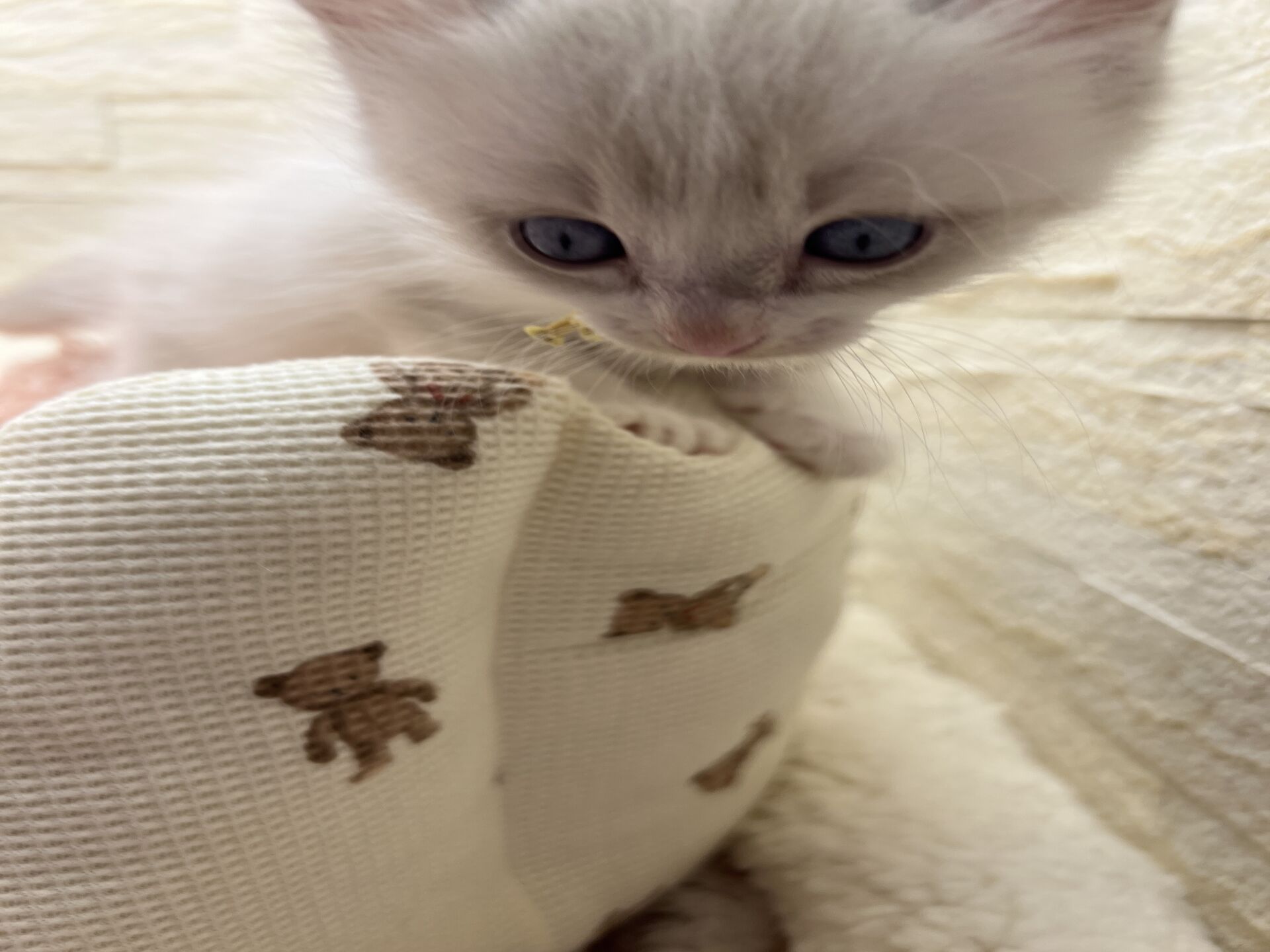 メインクーンヴィヴィコ　きいろちゃん