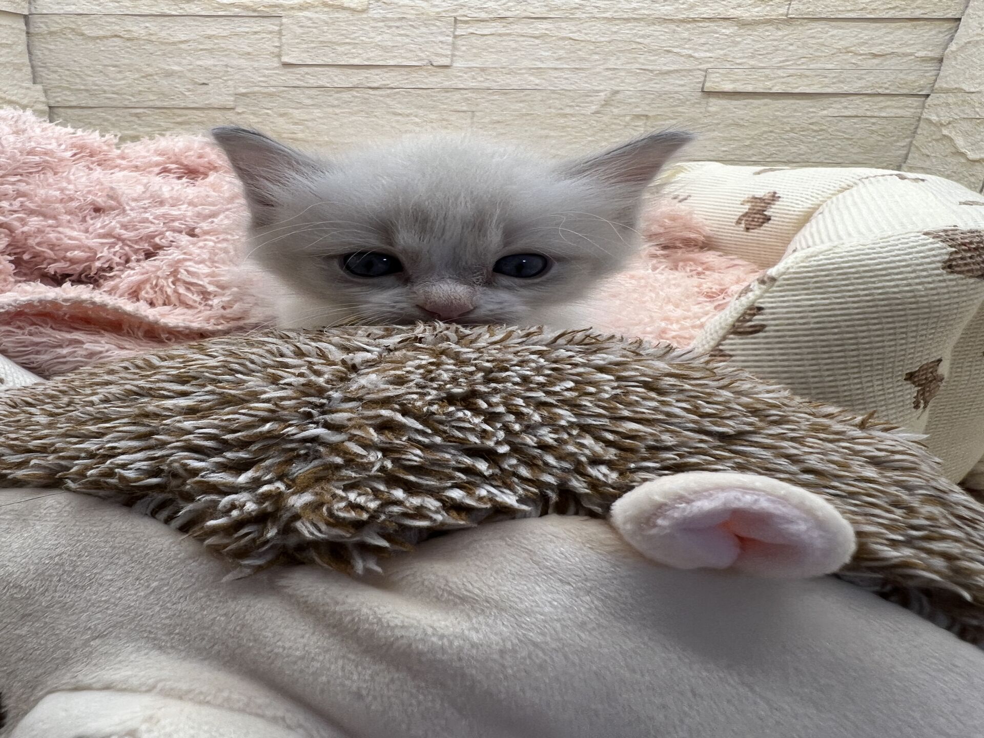メインクーンヴィヴィコ　きいろちゃん