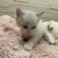 画像21302：メインクーン<br>ヴィヴィコ　きいろちゃん