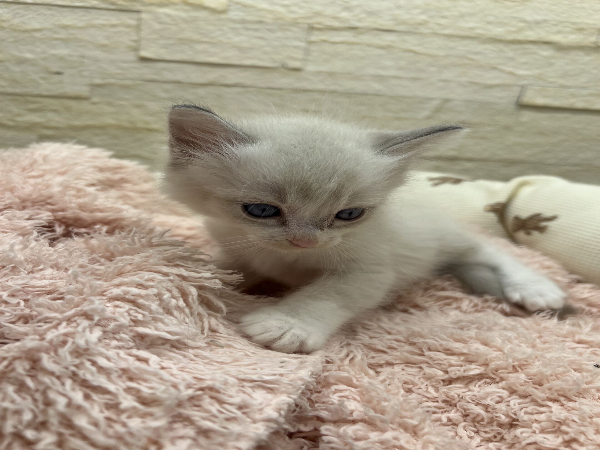 メインクーンヴィヴィコ　きいろちゃん