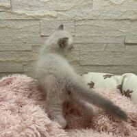 画像21303：メインクーン<br>ヴィヴィコ　きいろちゃん