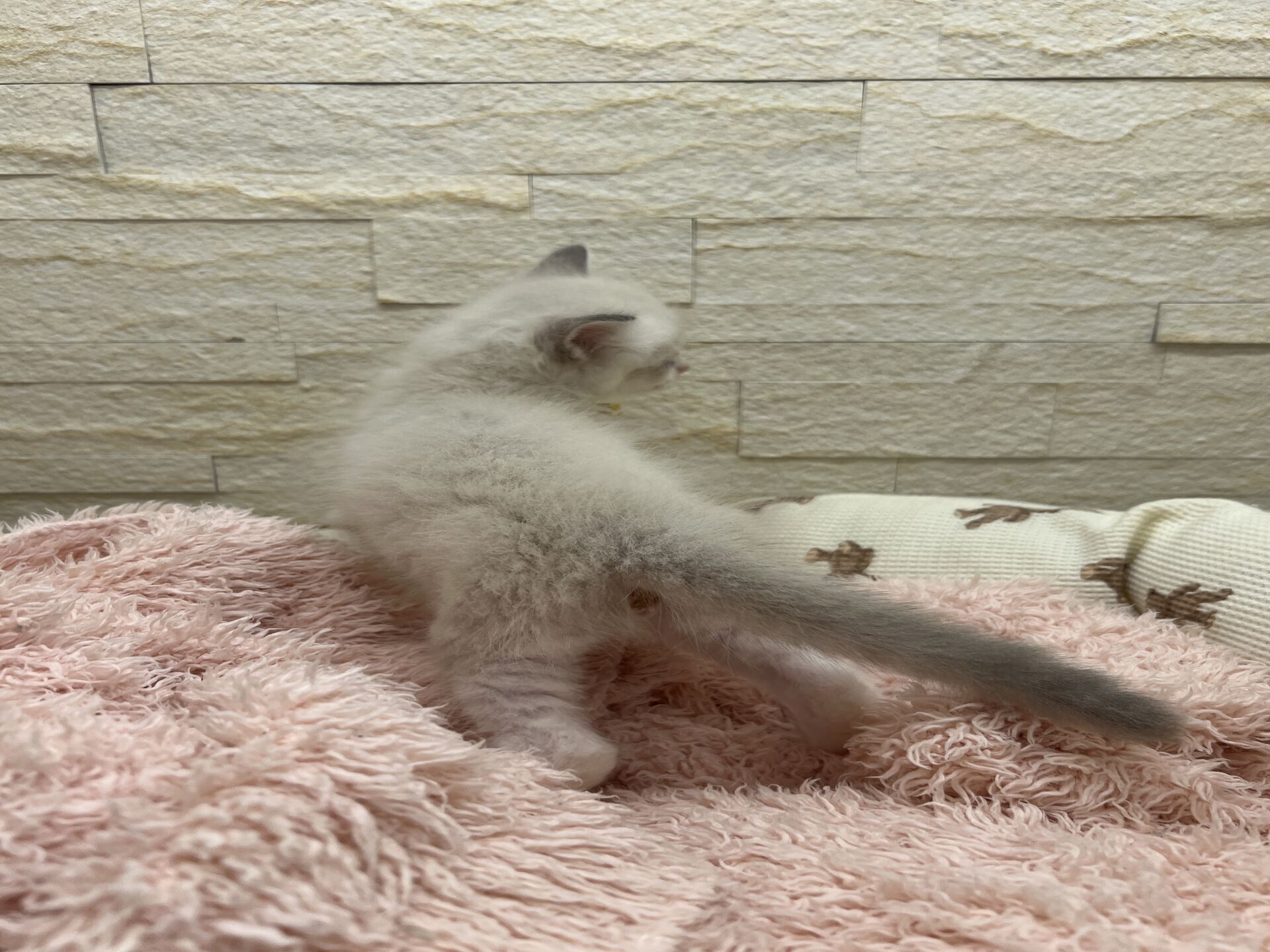 メインクーンヴィヴィコ　きいろちゃん